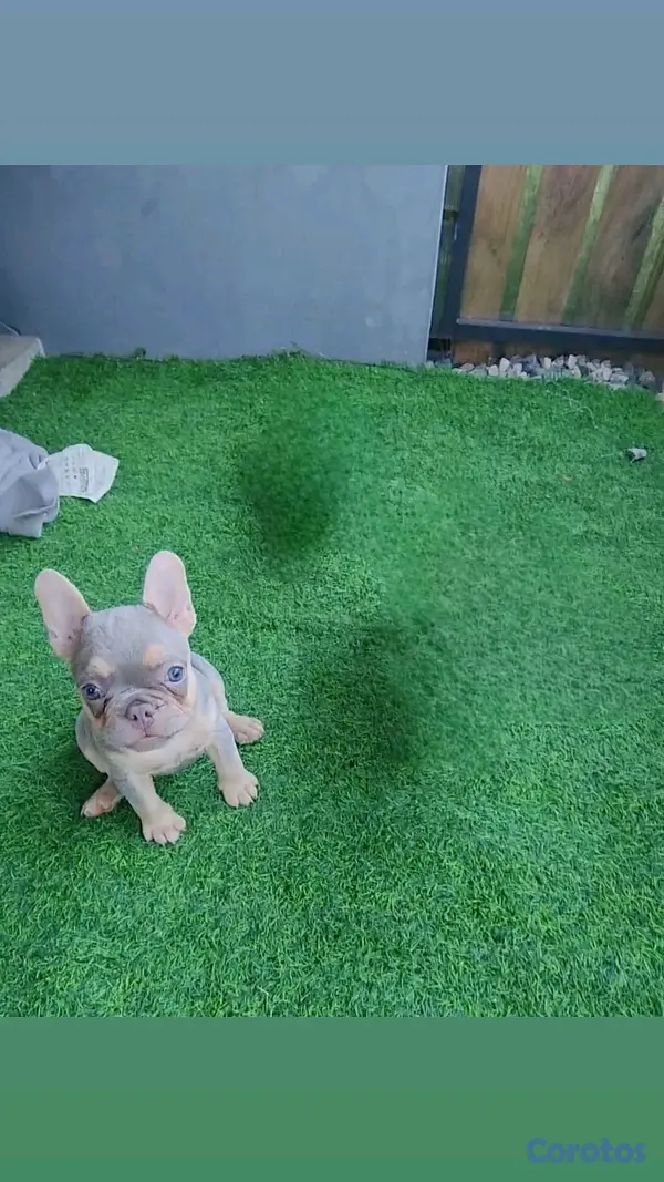 animales y mascotas - hermosa cachorrita buldog frances hembra  2