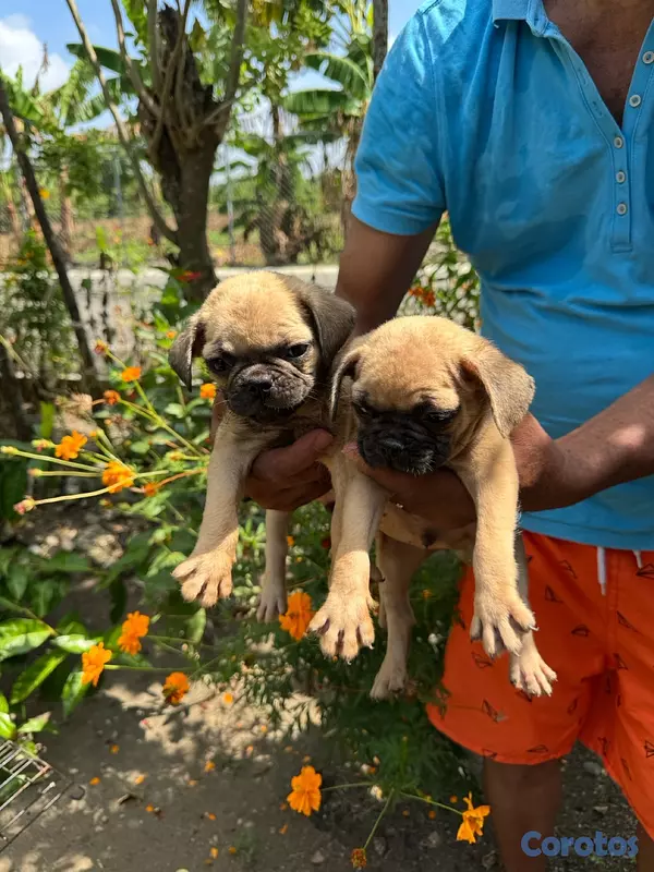 animales y mascotas - pug 3