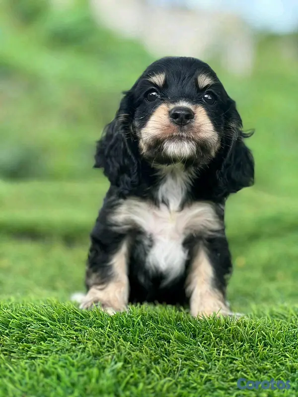 animales y mascotas - hermosos cachorritos  cocker spaniel  3