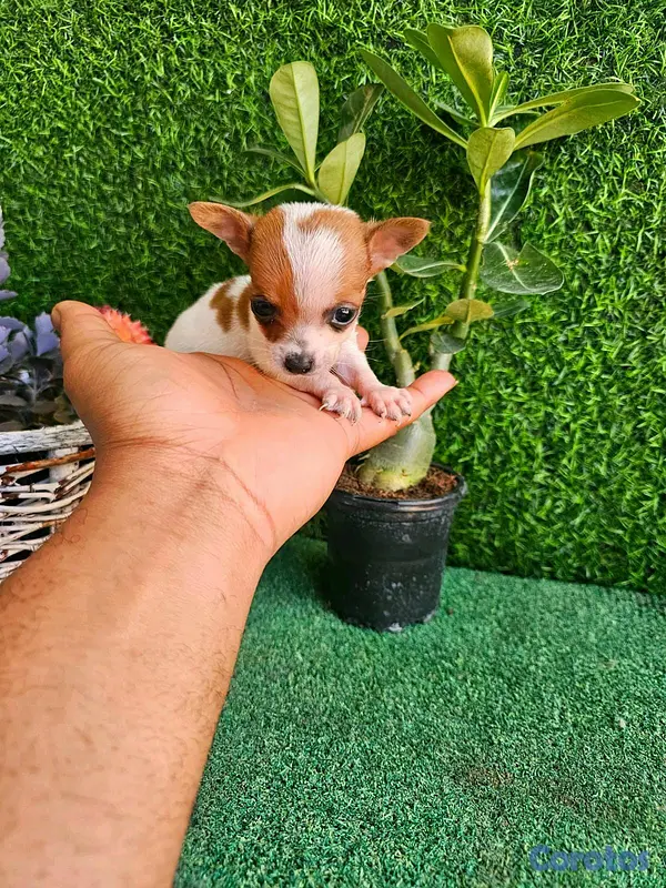 animales y mascotas - hermosos cachorritos de Chihuahua mini 8