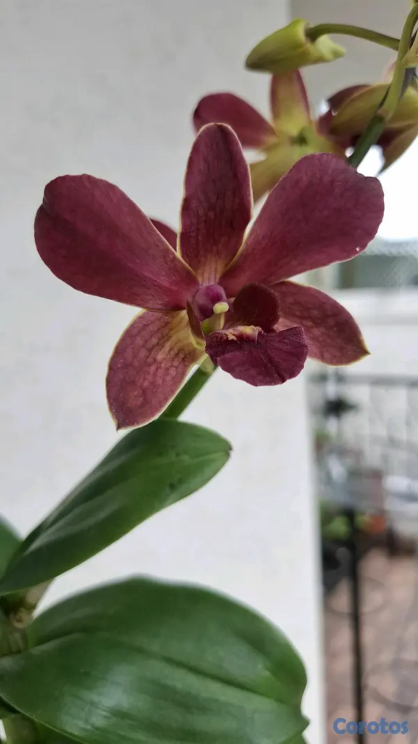 herramientas, jardines y exterior - Orquideas para ti 7