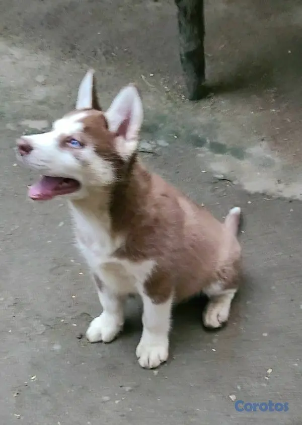 animales y mascotas - Cachorro Husky 4