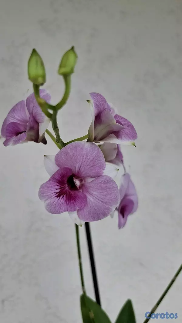 herramientas, jardines y exterior - Orquideas para ti 4