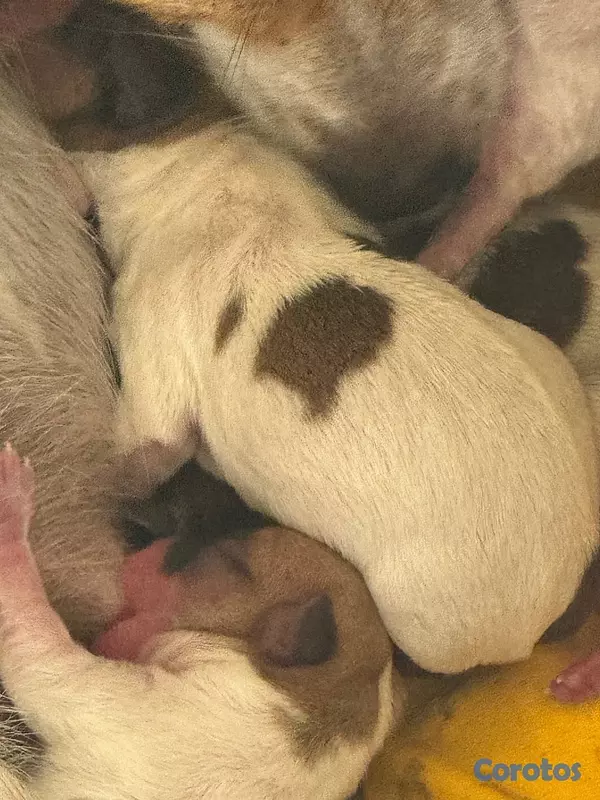 animales y mascotas - Cachorro Chihuaha 3