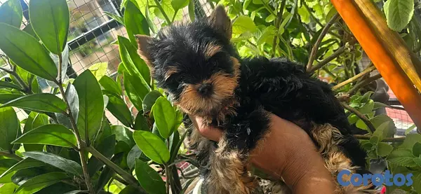 animales y mascotas - hermosos cachorritos de Yorshire mini 4