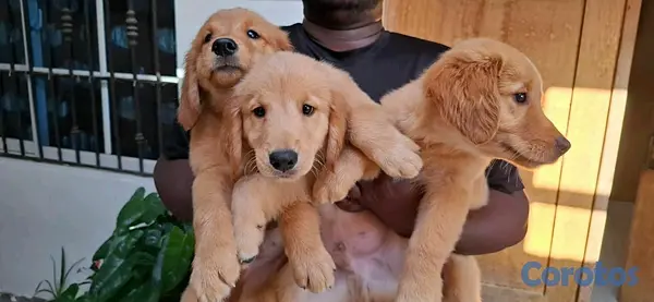 animales y mascotas - hermosos cachorritos de golden retrievee  8