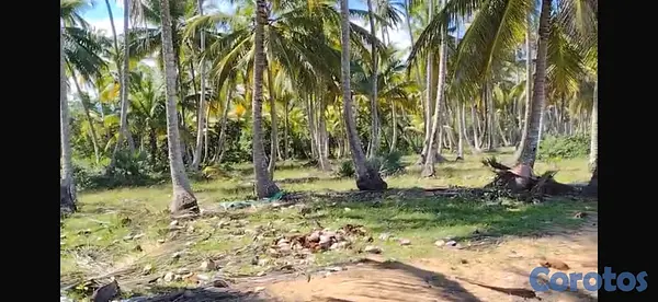 solares y terrenos - Terreno Frente a la playa - 17,615 m² - Sabana de  9