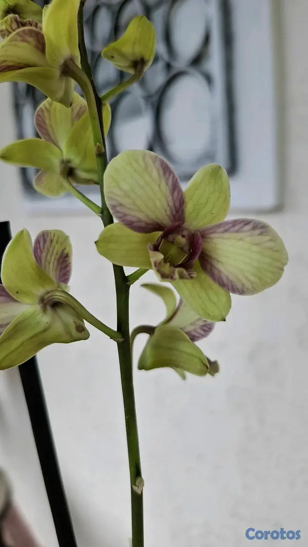 herramientas, jardines y exterior - Orquideas para ti 5