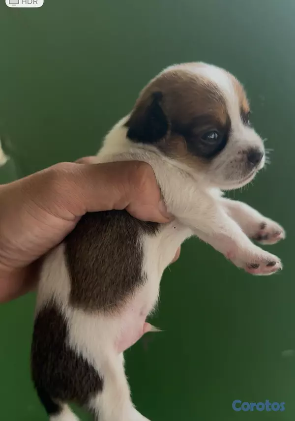 animales y mascotas - Cachorro Chihuaha 4