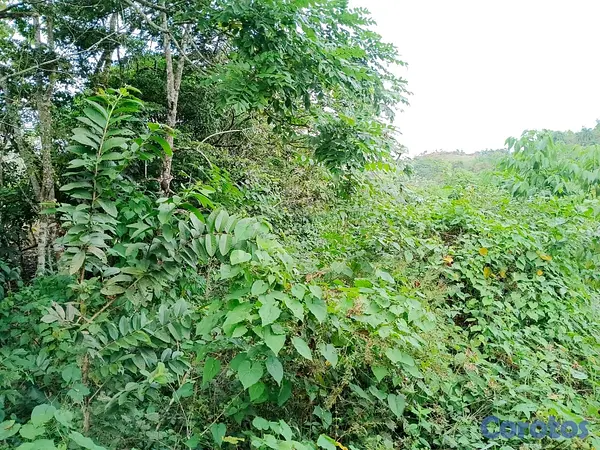 solares y terrenos - finca de 120 tareas con vocación agrícola en Monte Plata  3