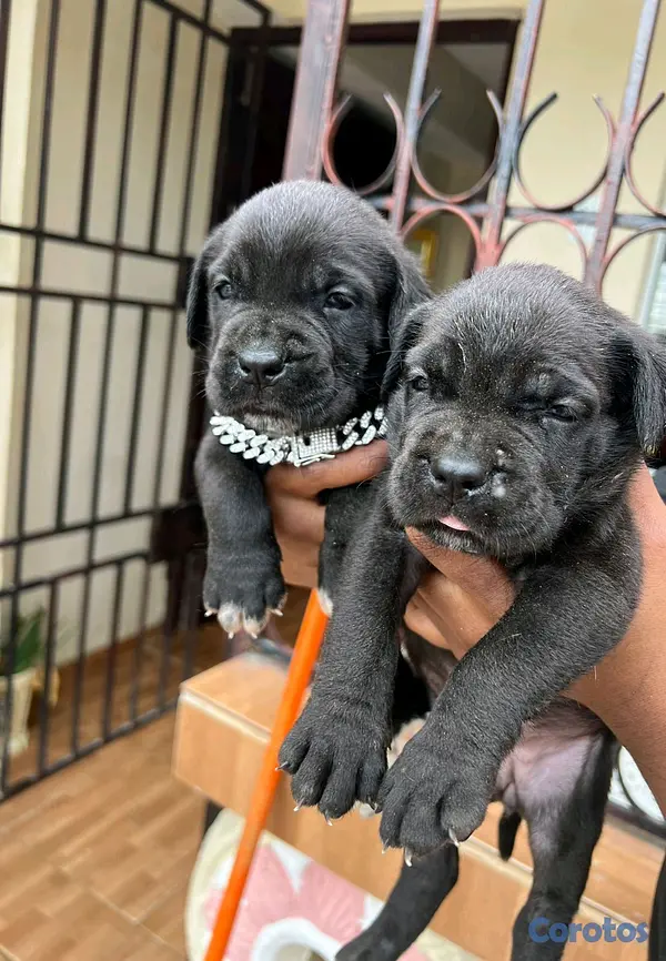 animales y mascotas - cane corso  3
