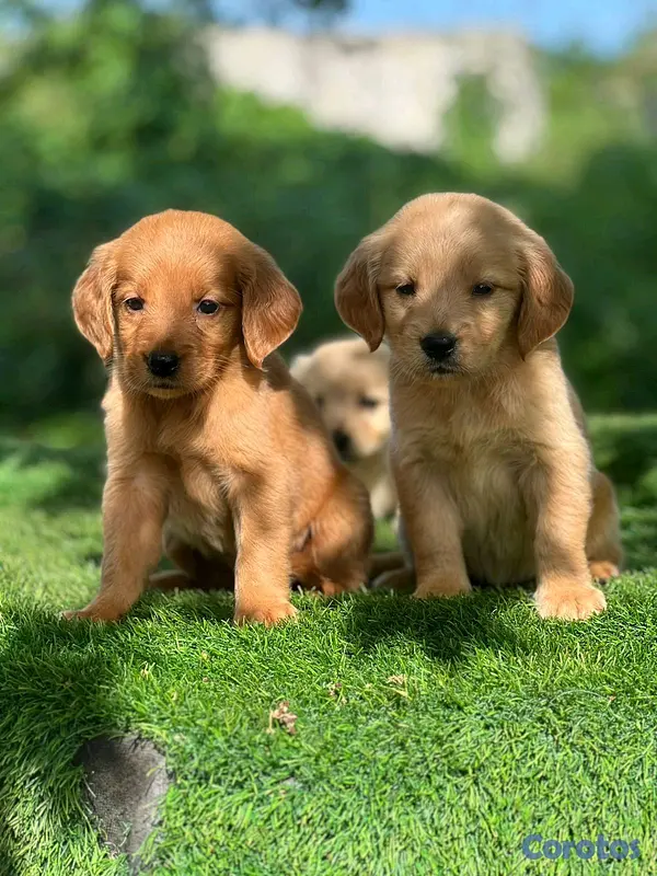 animales y mascotas - hermosos Cachorros golden retriever  2