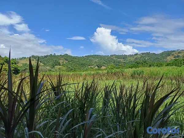 solares y terrenos - Venta de Finca en Gima, Fantino – Provincia Sánchez Ramírez 9