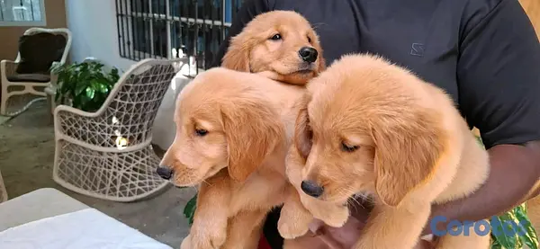 animales y mascotas - hermosos cachorritos de golden retrievee  9