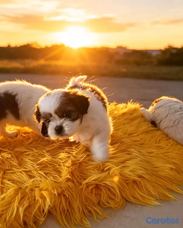 animales y mascotas - shipoo 3