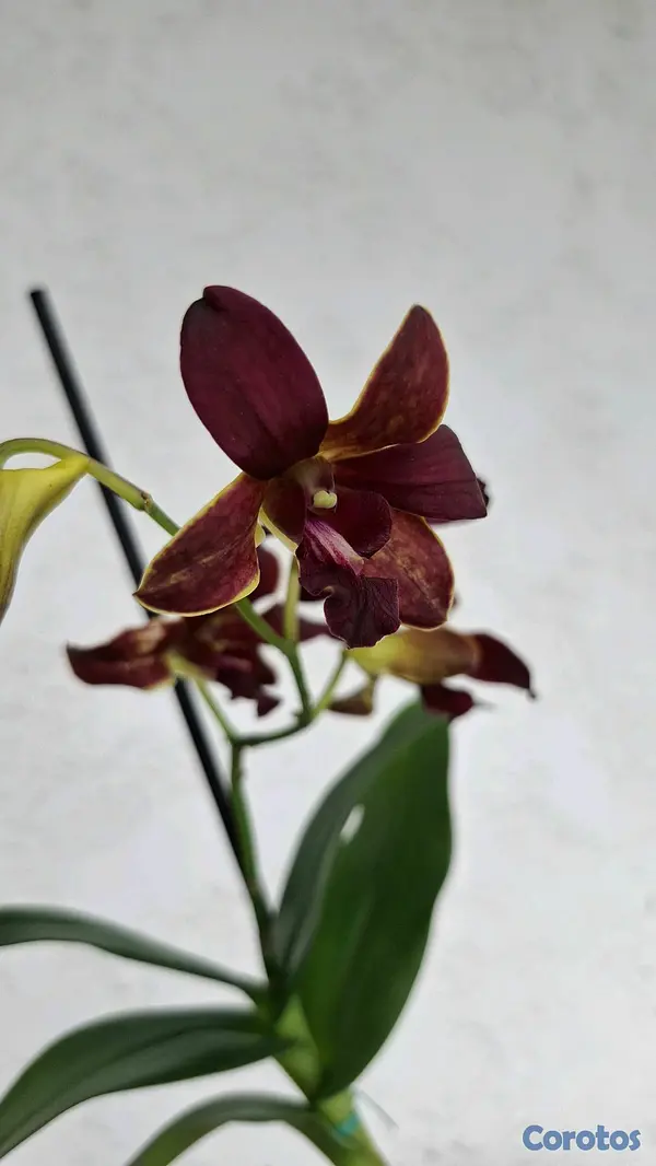 herramientas, jardines y exterior - Orquideas para ti 6