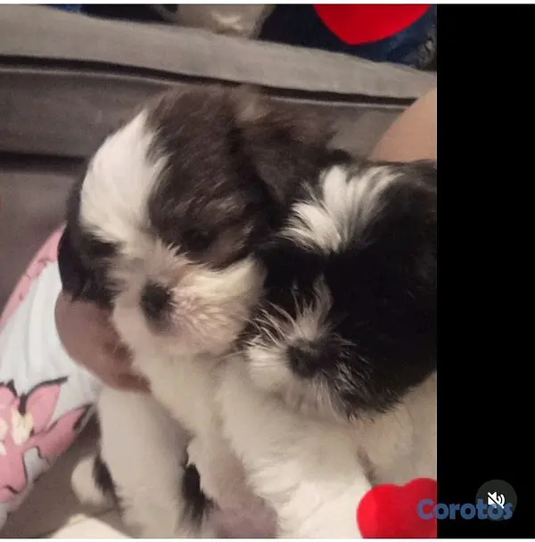 animales y mascotas - HERMOSO SHIHTZU MACHO 💙  10