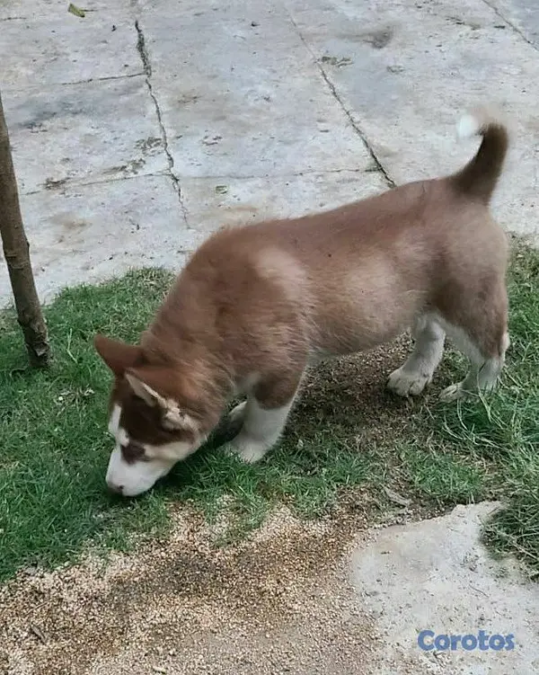 animales y mascotas - Cachorro Husky 3