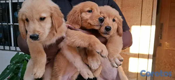 animales y mascotas - hermosos cachorritos de golden retrievee  11