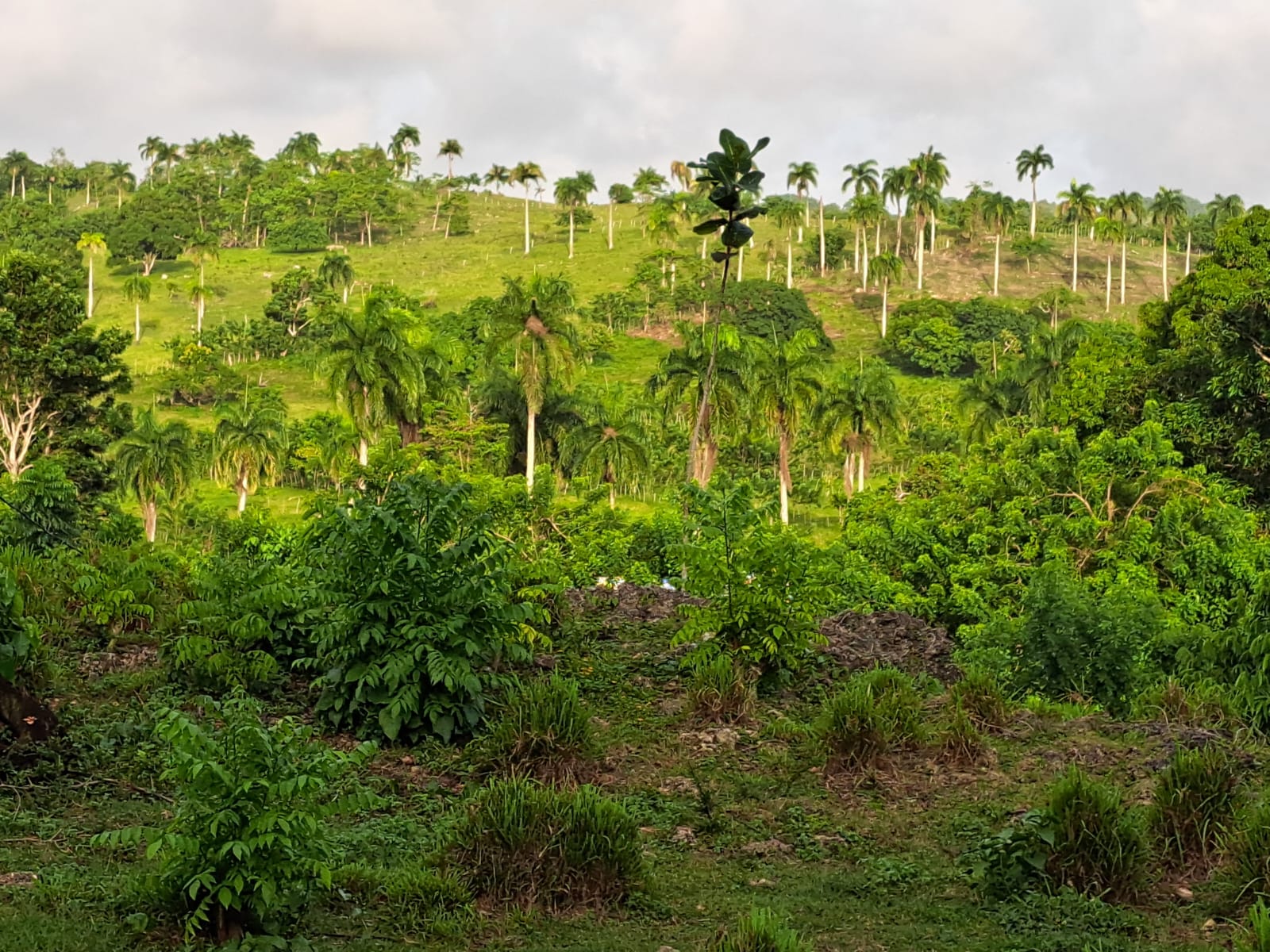 solares y terrenos - TERRENO ECOTURÍSTICO EN RÍO SAN JUAN 0