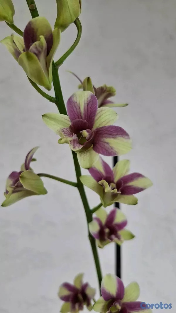 herramientas, jardines y exterior - Orquideas para ti 8