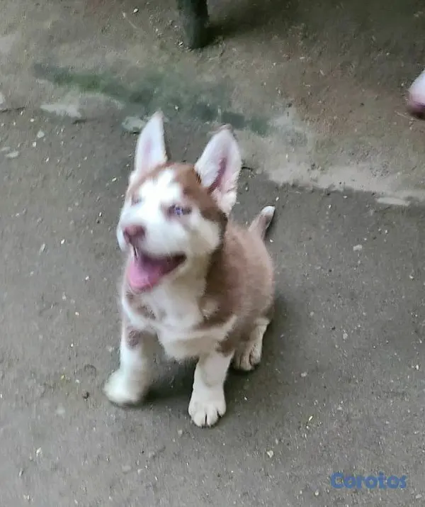 animales y mascotas - Cachorro Husky 5
