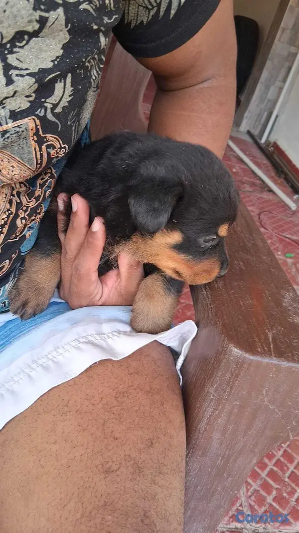 animales y mascotas - Cachorros Rottwailer  2