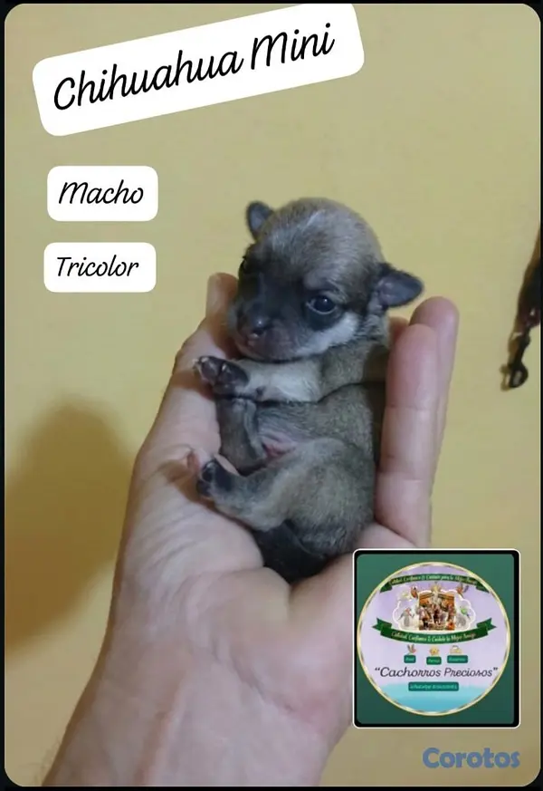 animales y mascotas - Chihuahua Mini/Toy/Micro 3