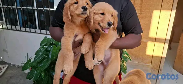 animales y mascotas - hermosos cachorritos de golden retrievee  12