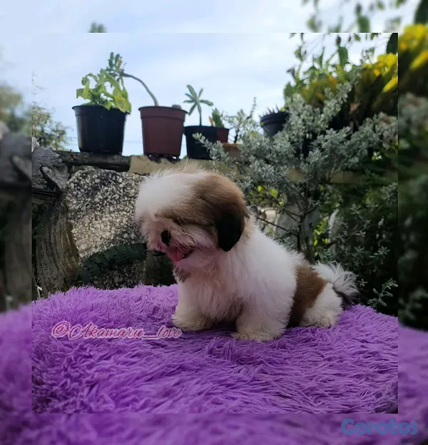 animales y mascotas - shih tzu  3