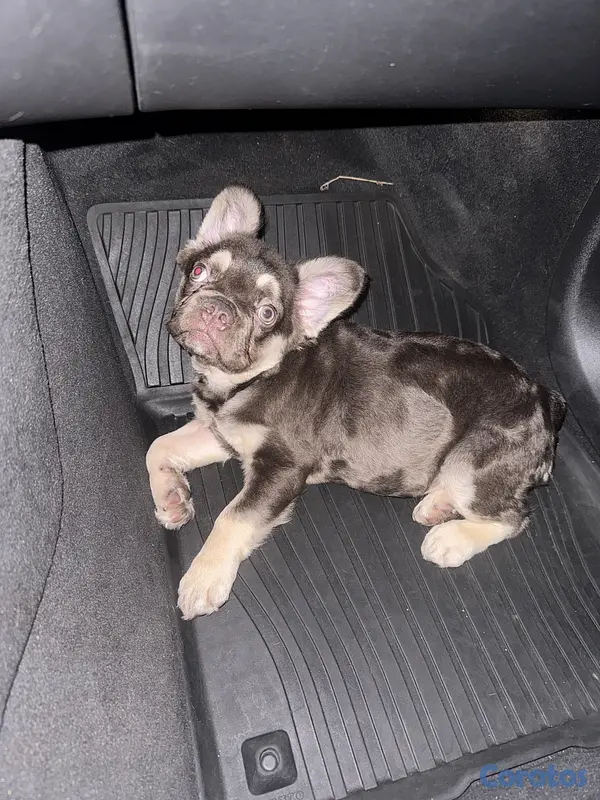 animales y mascotas - Bulldog Francés Fluffy Hembra  4