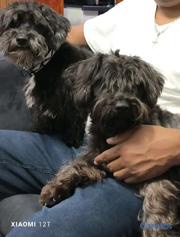 animales y mascotas - Schnauzer  2
