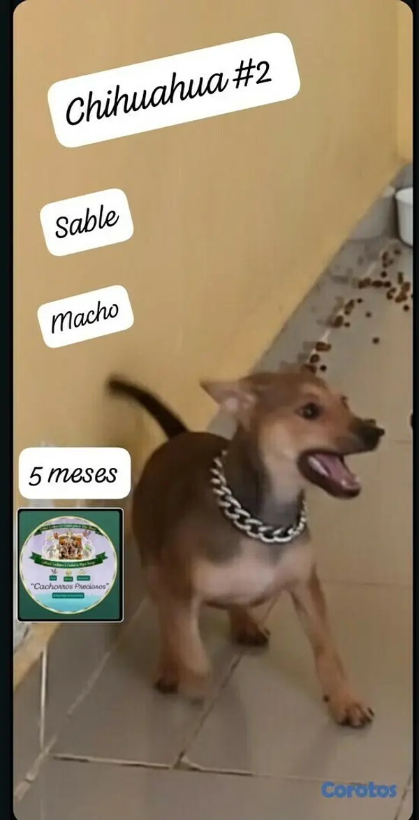 animales y mascotas - Chihuahua #1 y #2 4