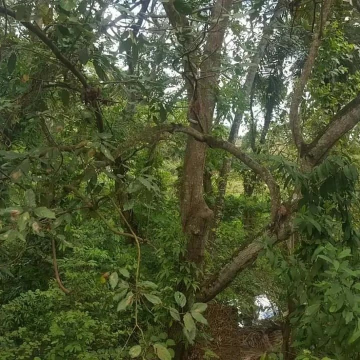 solares y terrenos - Sin Intermediarios Venta de Terreno en San Felipe Villa Mella 4