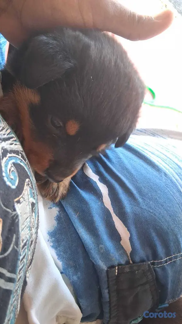 animales y mascotas - Cachorros Rottwailer  3