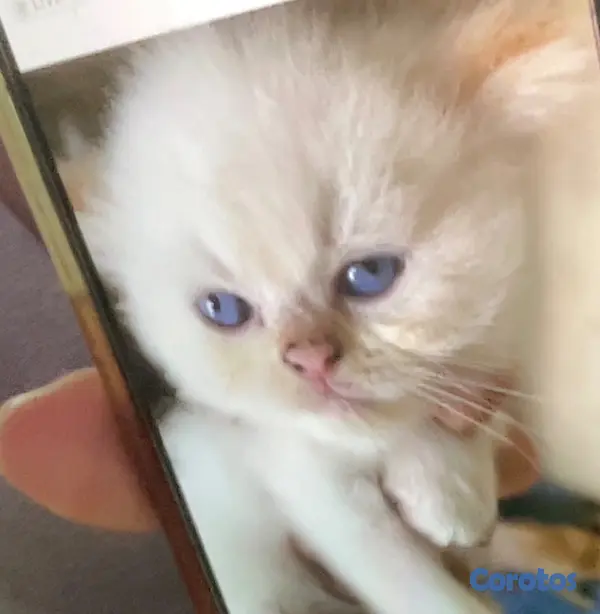 animales y mascotas - Gatito Persa Doll Face Himalayo Flame Point  3