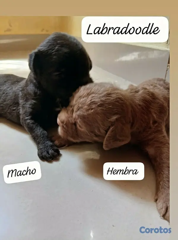 animales y mascotas - Labradoodle,Goldendoodle,Poodle,Golden Retriever,Labrador, Doodle de oportunidad 6