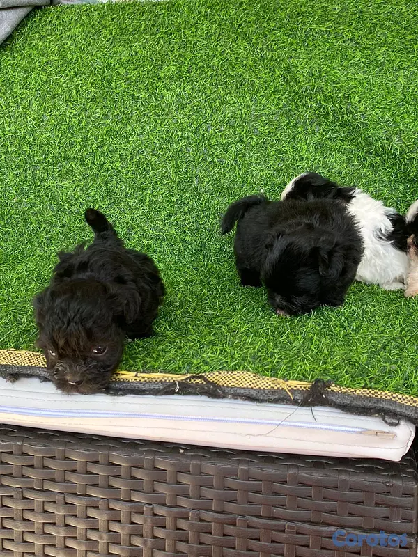 animales y mascotas - hermosos cachorritos de shipoo toy  6