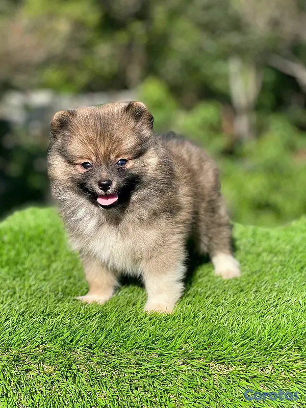 animales y mascotas - hermosos cachorritos pomerania mini  2