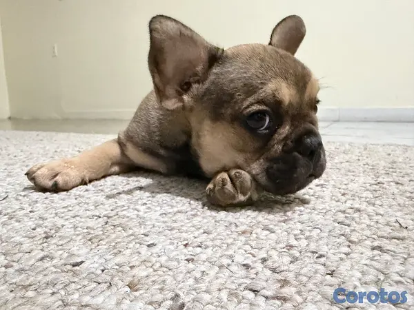 animales y mascotas -  ¡BULLDOG FRANCÉS EN VENTA! 3