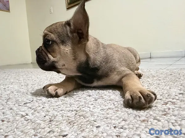 animales y mascotas -  ¡BULLDOG FRANCÉS EN VENTA! 2