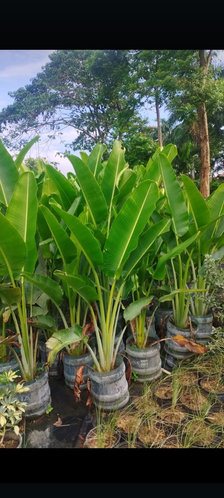 servicios profesionales - Alquiler de Plantas para Eventos 1