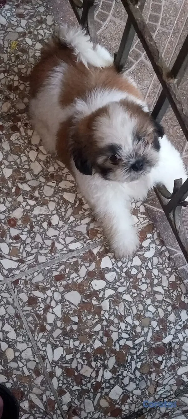 animales y mascotas - Cachorros de Shipoo 5