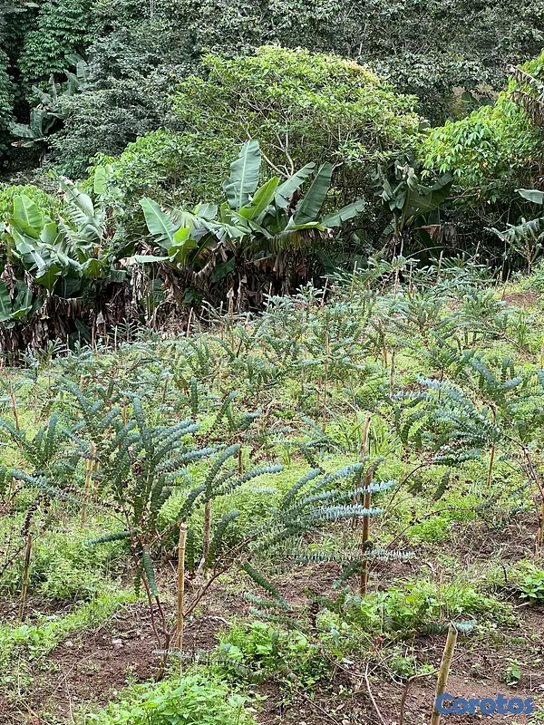 solares y terrenos - Finca Agricola en Constanza 2795 tareas  2
