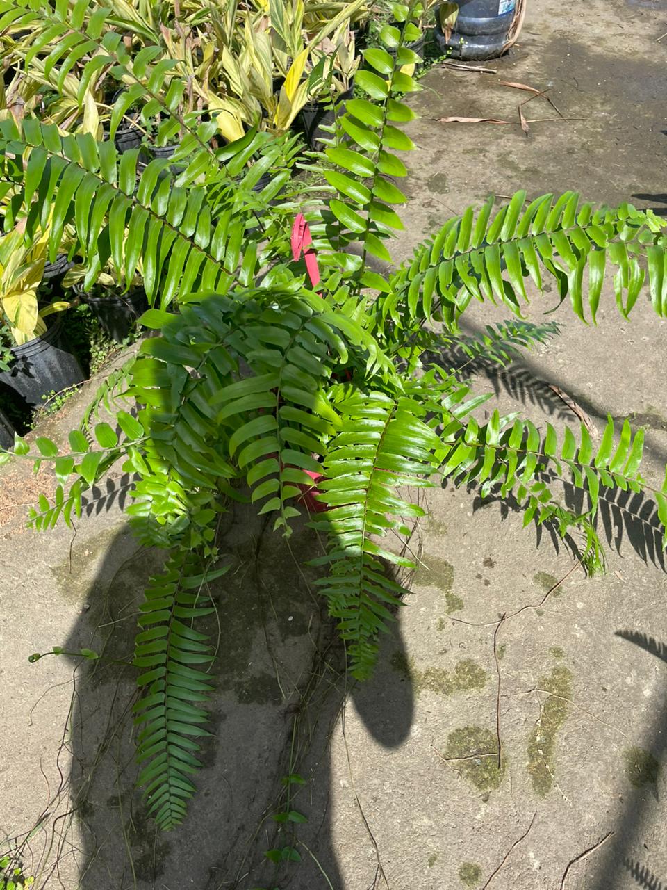 servicios profesionales - Alquiler de Plantas para Eventos 2
