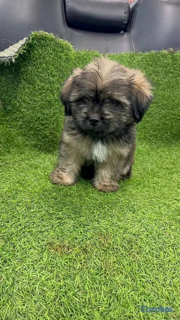 animales y mascotas - hermosos cachorritos de shipoo toy 4