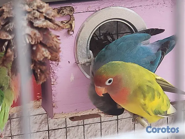 animales y mascotas - Inseparables, en venta 2