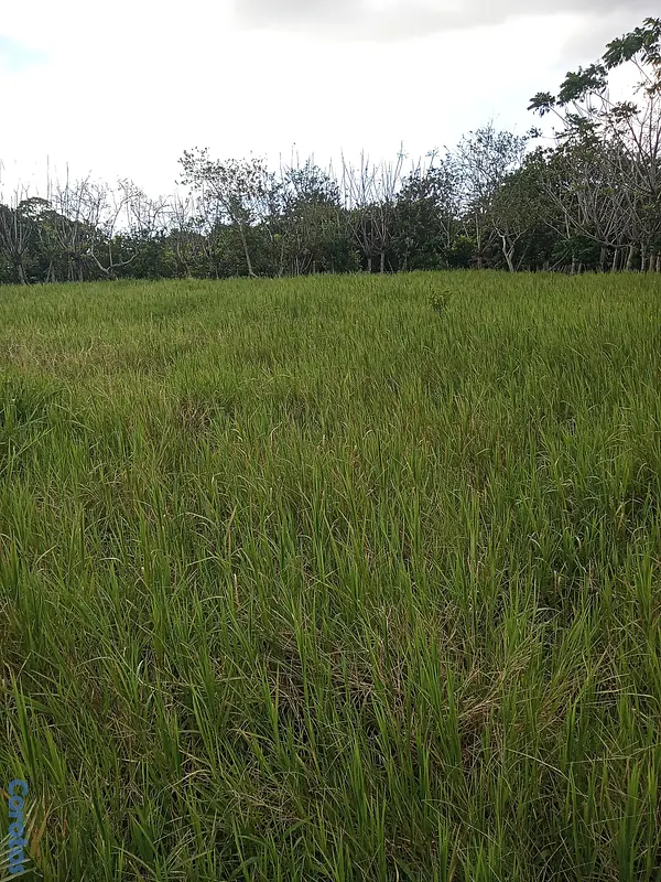 solares y terrenos - Finquita Ganadera en hatillo Monte Plata a Diez Mi 10