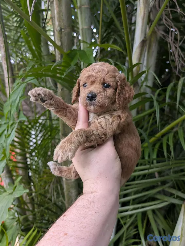 animales y mascotas - hermosos cachorritos goldendoodle 3