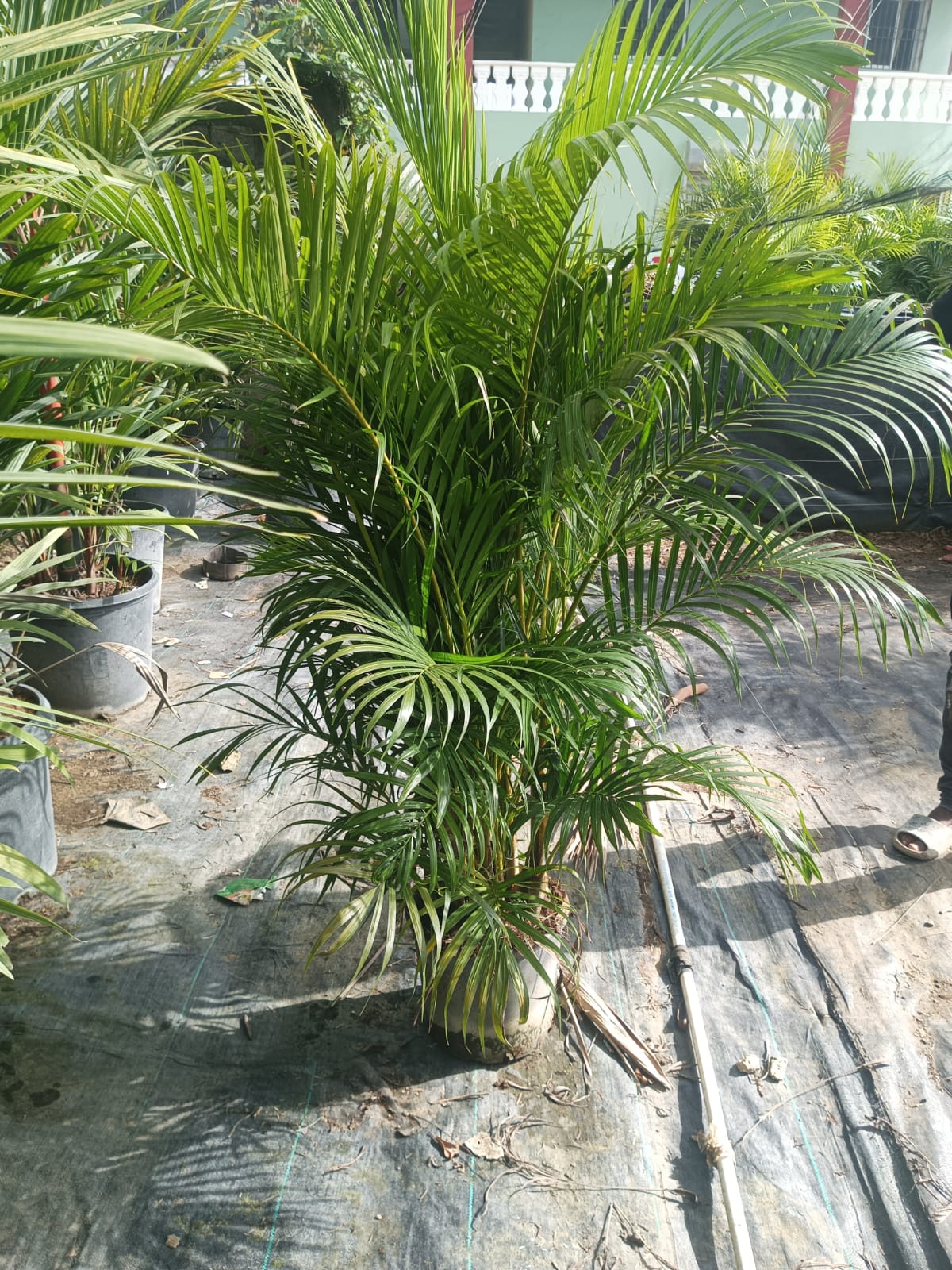 servicios profesionales - Alquiler de Plantas para Eventos 4